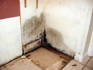 water_damge__causes_mold